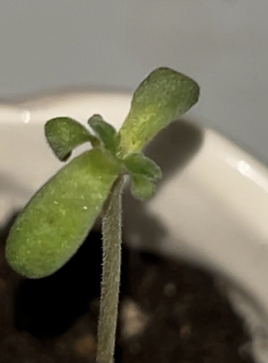popped with 5 weird cotyledons, now showing 2 weird true leaves 
freakshow sure is freaking imo 🌱