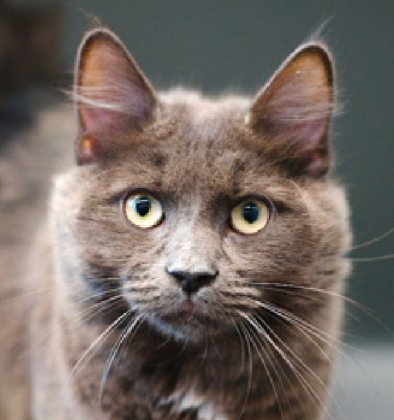 JLthekid9999's tweet photo. 🆘🆘 LOKI (ID 241338), 1 YO, MALE – IN QUEENS ACC - came into the shelter as an owner surrender on 11/10/2025, with the surrender reason stated as animal behavior - not good with kids. 🆘🆘 😿 😿 😿 😿
➡️TBD 11/20/25
➡️ NEW HOPE PARTNER RESCUE ONLY
➡️ JUST A BABY
➡️ TOO LOW ON PLEDGES TO STIMULATE RESCUE INTEREST
➡️ 🆘🆘 2ND Chance on Emergency Placement List – VERY URGENT – 🆘🆘 😱🔥🔥😱
➡️ 9 DAYS IN SHELTER – TOO LONG – TIME IS RUNNING OUT
➡️ LOKI IS ON THE EPL FOR BEHAVIORAL REASONS - He is not thriving in the care center and continues to display challenging behavior during interactions. In addition to playtime, this cat would also benefit from mental exercise from activities such as puzzle toys/games, lick mats, or clicker training. Without providing activity for his/her mind and body, the cat may react with rough play, potentially resulting in bite/scratch incidents. He displays signs of petting-induced aggression as well. This designation often means that the cat will be given very little time for rescue/foster/adoption. 🔥🔥🔥🔥
What my friends at ACC say about me: I love to be loved, but on my own terms! Let's brush up on some feline body language together! My favorite pastime is being visually admired! Pet me with your eyes! I am not one to sit still! I will flourish in a home with someone that will keep me mentally and physically active! I am excitable and energetic! I will need positive outlets for my energy! ❤️ 😻❤️ 😻❤️ 😻
NEEDS OUT OF SHELTER ASAP –
Please RT or pledge, if you can, to save this little one.
@AdamsPaulGrimke
💔😿🙏Thank you