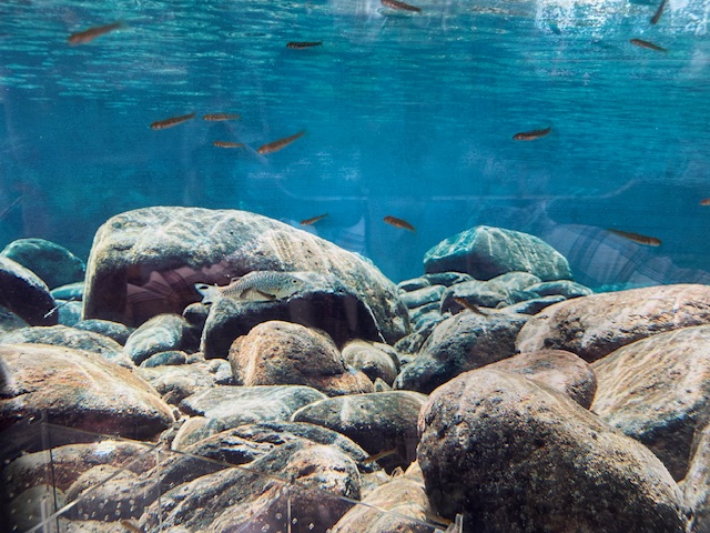 Lyons Elementary tweet media