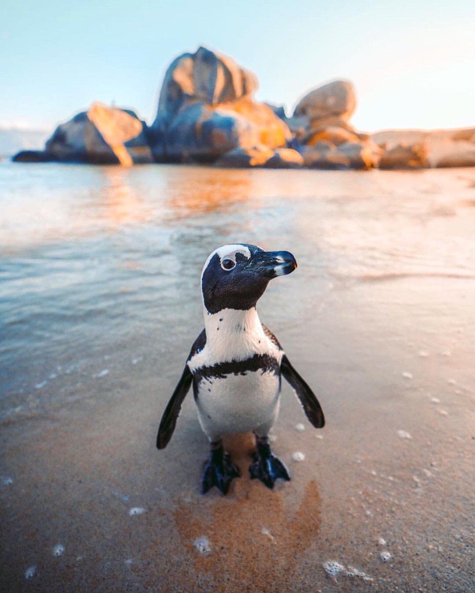 earthcurated's tweet image. Penguins roaming around the beaches of Cape Town, South Africa.