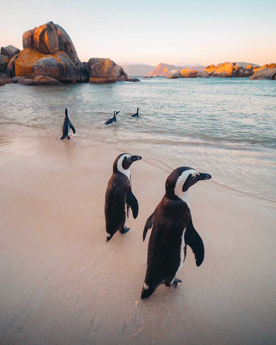 earthcurated's tweet image. Penguins roaming around the beaches of Cape Town, South Africa.