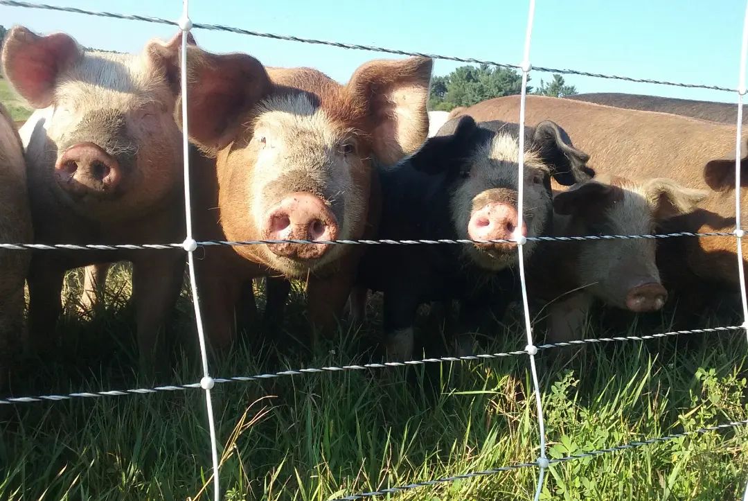 No Pork Mentioned In China Trade Agreement midwestfarmreport.com/2025/11/18/no-…