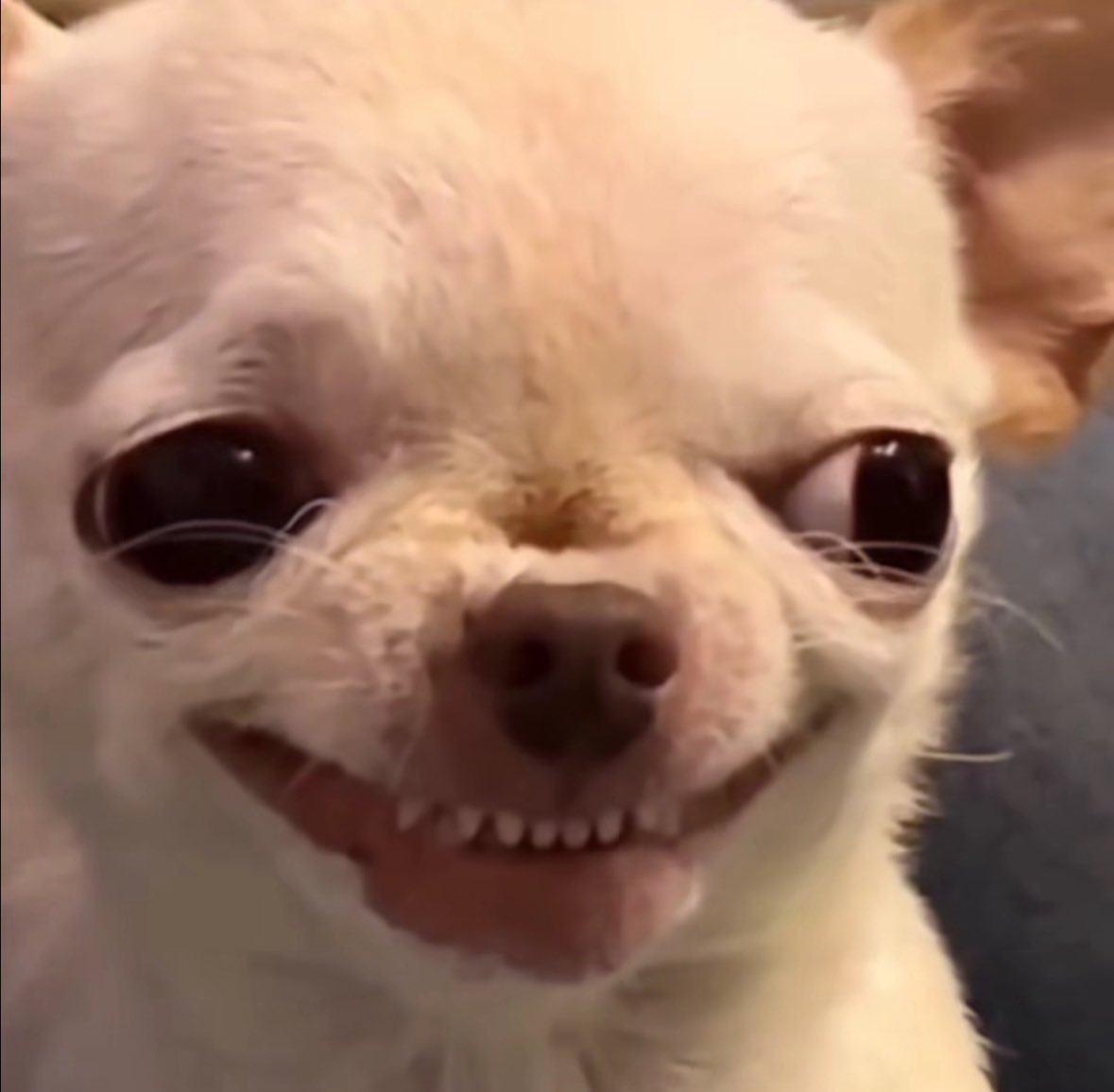 • 𝐫𝐡𝐚𝐞𝐠𝐚𝐫 • tweet media