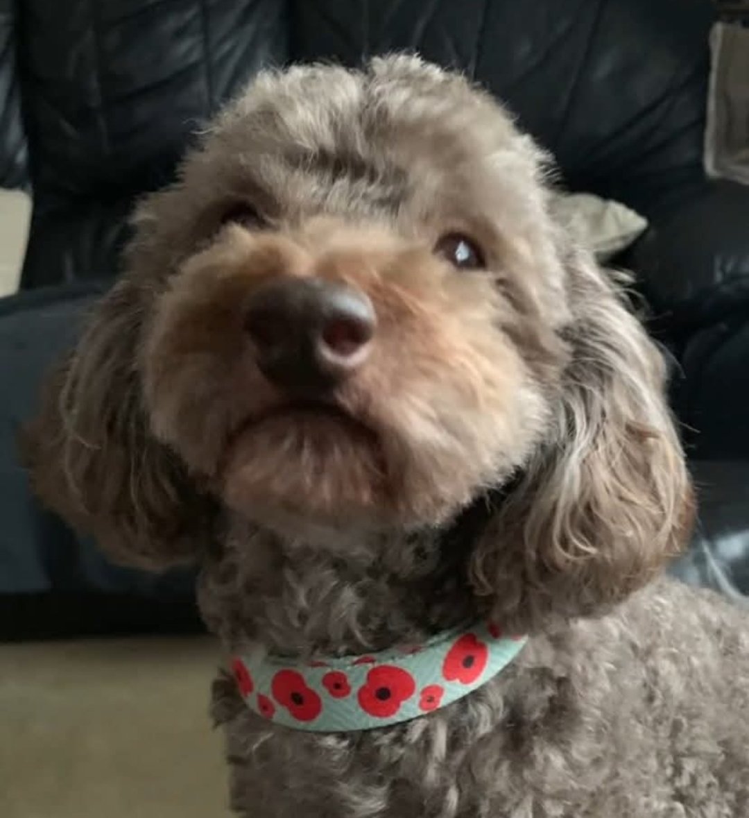 millypod1's tweet photo. BUDDY HOME SAFE. THANKS FOR RT's๐๐๐พ
๐5 NOV 2025 #Lost Buddy #ScanMe
Brown Poodle Toy Male
#LowerKingswood #Tadworth #Surrey #KT20
Buddy knows the area. Lots of people know him. He ran out of the house and no one has seen him since. https://t.co/CV79PaZbH2 https://t.co/F9zxFpsCbv
