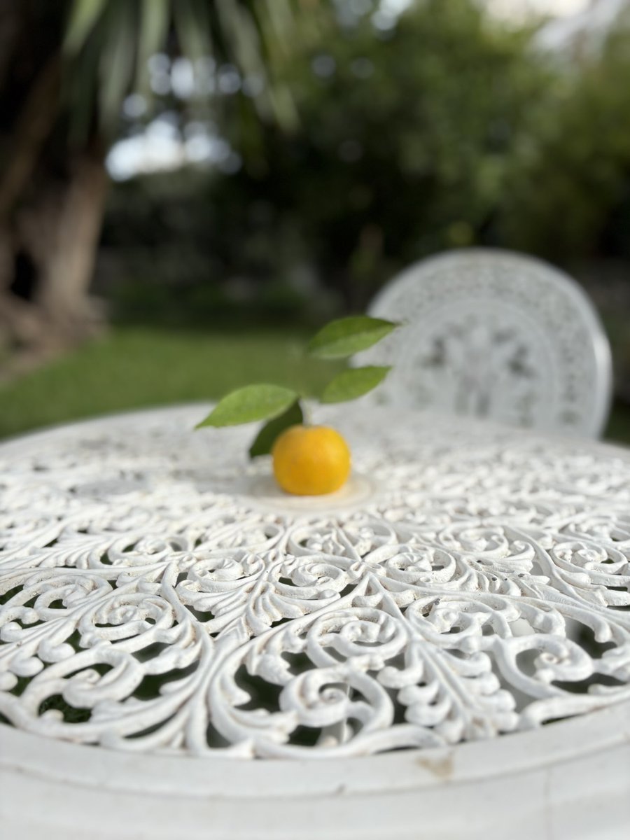 CZinTNandLY's tweet image. V Tunisku je sezóna pomerančů v plném proudu 🍊 Takto vypadají ty naše na zahradě ambasády - také díky péči našeho zahradníka Ahmeda. 🌿