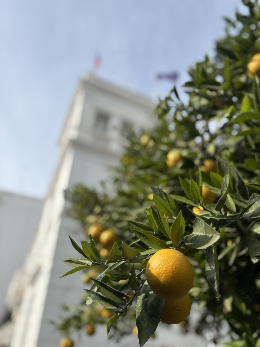 CZinTNandLY's tweet image. V Tunisku je sezóna pomerančů v plném proudu 🍊 Takto vypadají ty naše na zahradě ambasády - také díky péči našeho zahradníka Ahmeda. 🌿