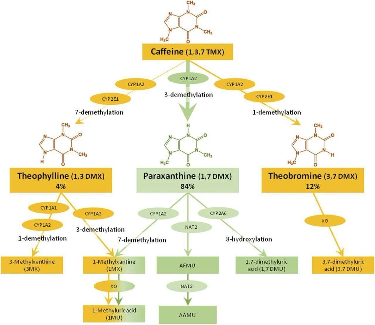 What actually happens to caffeine after you drink it?

your liver breaks caffeine into three separate biologically active molecules, each with different effects.

This pathway shows exactly how your body metabolizes caffeine, and why people respond so differently to the same cup