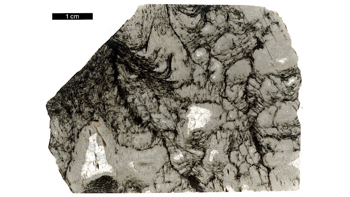 astrobiology's tweet image. Chemical Evidence Of Ancient Life Detected In 3.3 billion-year-old Rocks
astrobiology.com/2025/11/chemic… #astrobiology #OriginOfLife #fossil