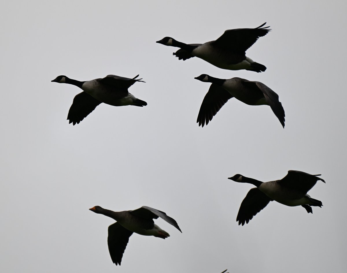 St Aidans today. A greylag that thinks it's a Canada Goose.