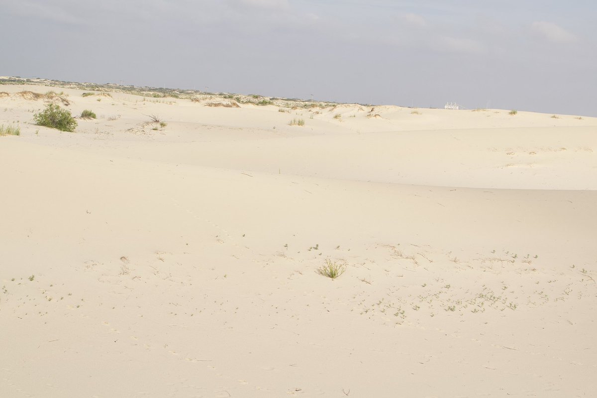 Visceral9000's tweet photo. @Antrodemus The masculine urge to walk around here and pretend to be a Late Permian gorgonopsid hunting an unfortunate pareiasaur https://t.co/uExdir4Nec