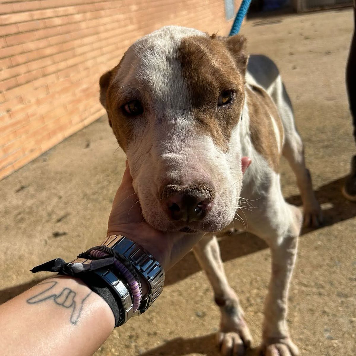 “COPO. 5 años en la perrera. Positivo a leismania. Está en una jaula comunitaria con hembras y machos. Buen carácter con personas y perros. Está muy muy mal”

Este es el mensaje que nos llega desde una perrera cercana ….. sacrificio cero a q precio? Dejarlos morir enfermos en