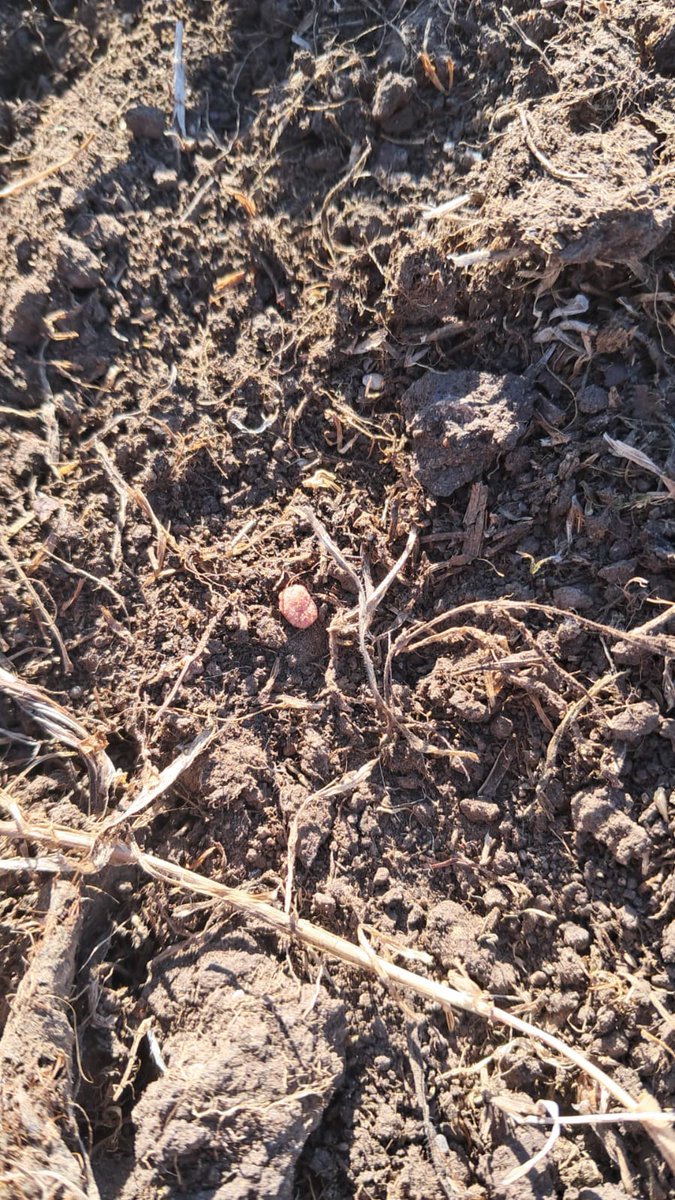 PlanAgro's tweet image. El Pasado #sábado en📍Florida
Se comenzó con parte del trabajo práctico del “Proyecto rehabilitación de Campo Natural”
✔️Sembramos Paspalum Notatum cv Sepé

#GEF @MAmbienteuy @PereiraMachinM @bovemariafer @Diegocaben @ineparedescosta #PlanAgro