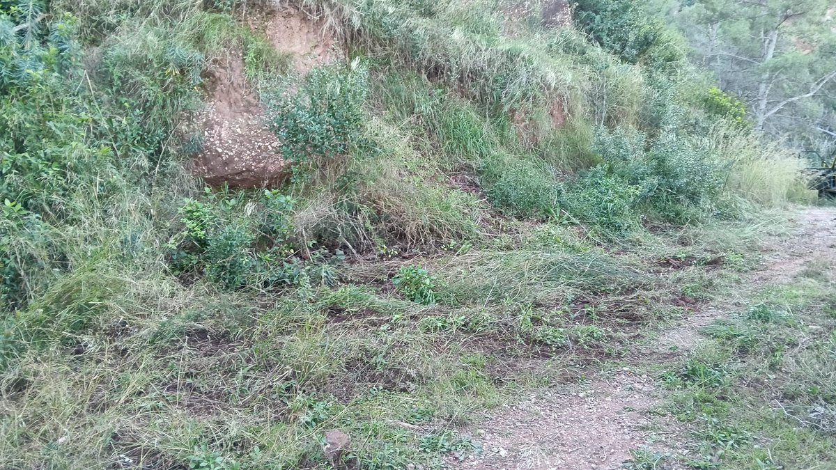 adfmartorell's tweet photo. Seguim treballant i fent feina!!  Avui hem estat treballant al camí de la font del cargol i el seu entorn.
S'han tret arbres sencerd tancats de les últimes tormentes que dificultaven l'accés amb seguretat a peu i amb vehicles https://t.co/lEXff9c57G
