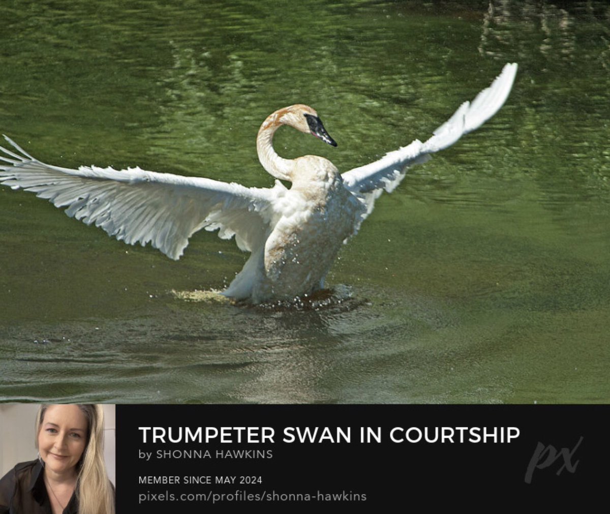 Trumpeter Swan in Courtship Dance on Water shonna-hawkins.pixels.com/featured/trump…

A trumpeter swan is in its courtship display with its partner which includes spreading and raising their wings, a rapid and almo…

#TrumpeterSwan #CourtshipDisplay #Wings #ShonnaHawkinsPhotography #BuyIntoArt