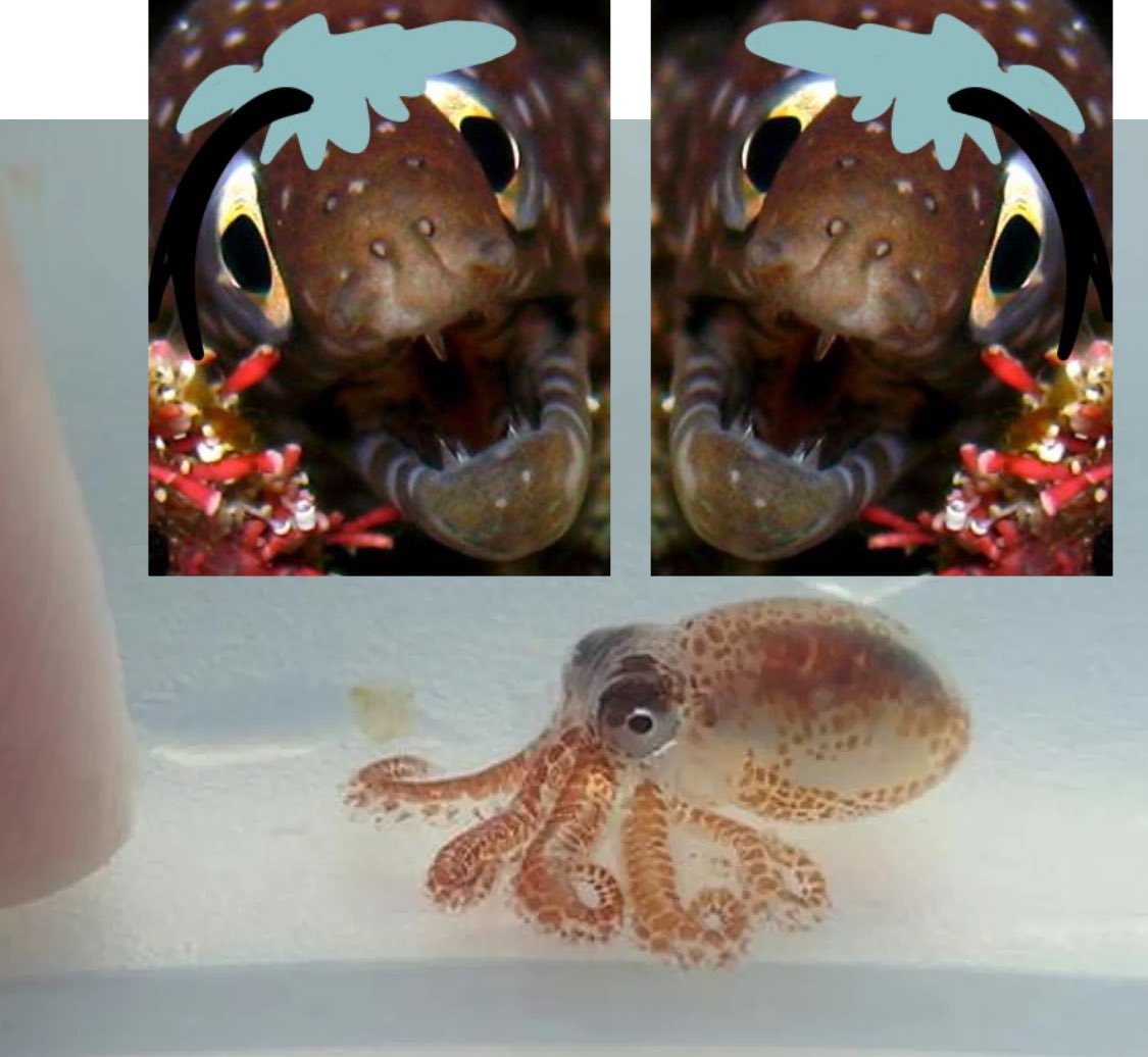 AzulsBitcoin's tweet image. Through careful analysis of the twisted wonderland texts… drumroll… this is what octavinelle would’ve looked as children… octababynelle…