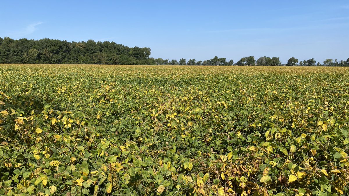 🔨 Online Land Auction with Two Days Remaining!🔨

Bidding is open for two more days on three productive farmland tracts adjoining the Jonesboro Industrial Park and the city limits!

📅 Register to bid at bid.glaubfm.com or visit our website listing page at