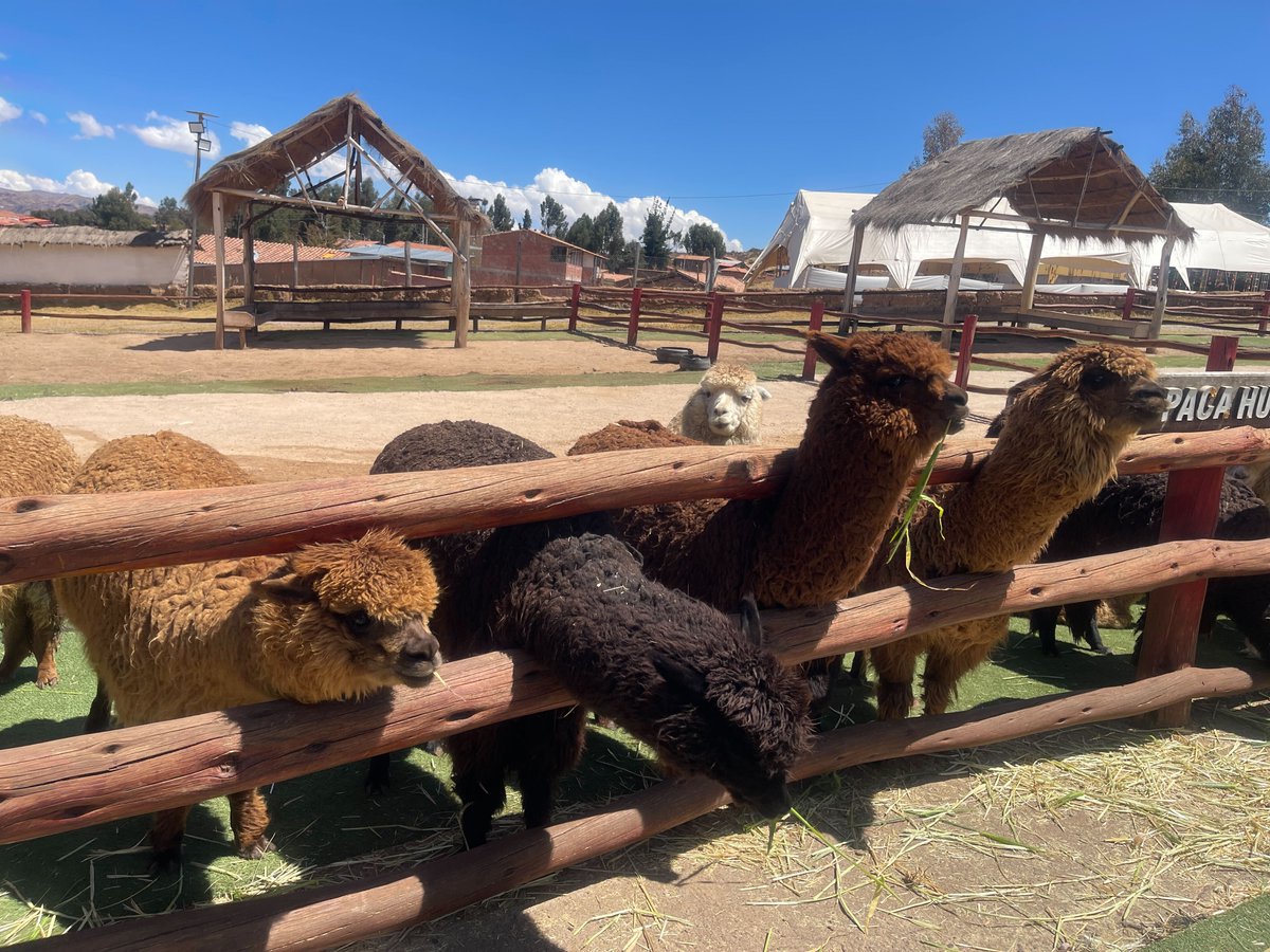 caltechalumni's tweet image. From Lima to Machu Picchu, our Peru Techer Alumni Tour was unforgettable. Thank you to all who joined! Ready for your next adventure? Join us in Finland (February 2026) or Spain (August 2026). See upcoming tours and events: alumni.caltech.edu/events

#CaltechAlumni #TecherTravels