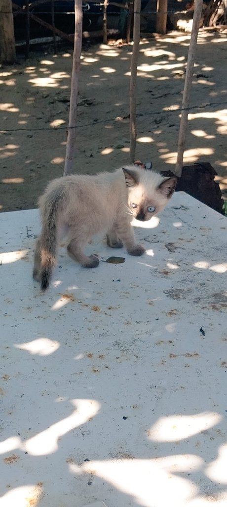 Mini siamés en adopción. Está solito en la playa. Su protector falleció el domingo. Edad aprox 1 mes. Se entrega vacunado con compromiso de esterilización. #adopta #islademargarita