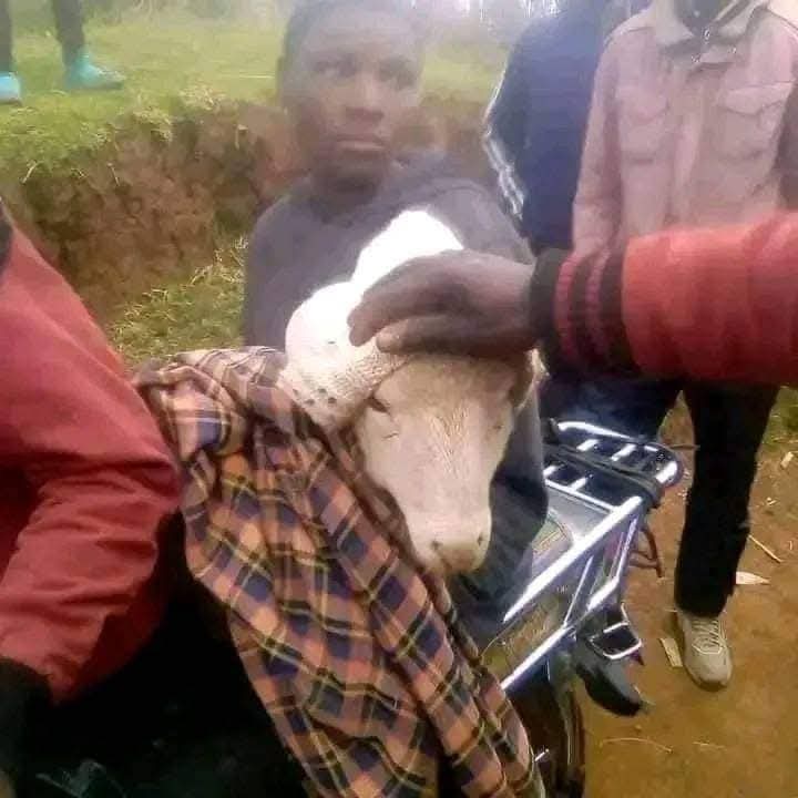 masterkd4555712's tweet image. It was another bad day in office for the village mikoras after they were nabbed smuggling a sheep that belonged to the area chief. These people had packaged the sheep so professionally you’d think it was a newborn baby being taken for immunization.