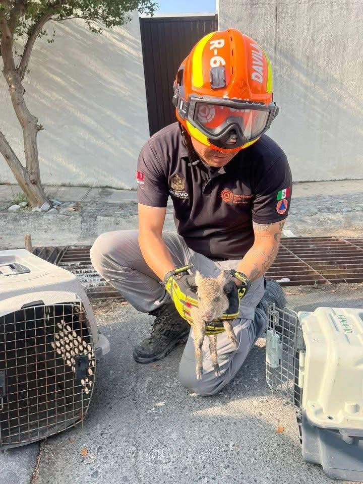 Rescata <a href="/PC_NuevoLeon/">Protección Civil NL</a> a pecari de collar que cayo en una alcantarilla en la colonia Contry la Silla en Guadalupe, cada ves la gente tiene mascotas más extrañas !!