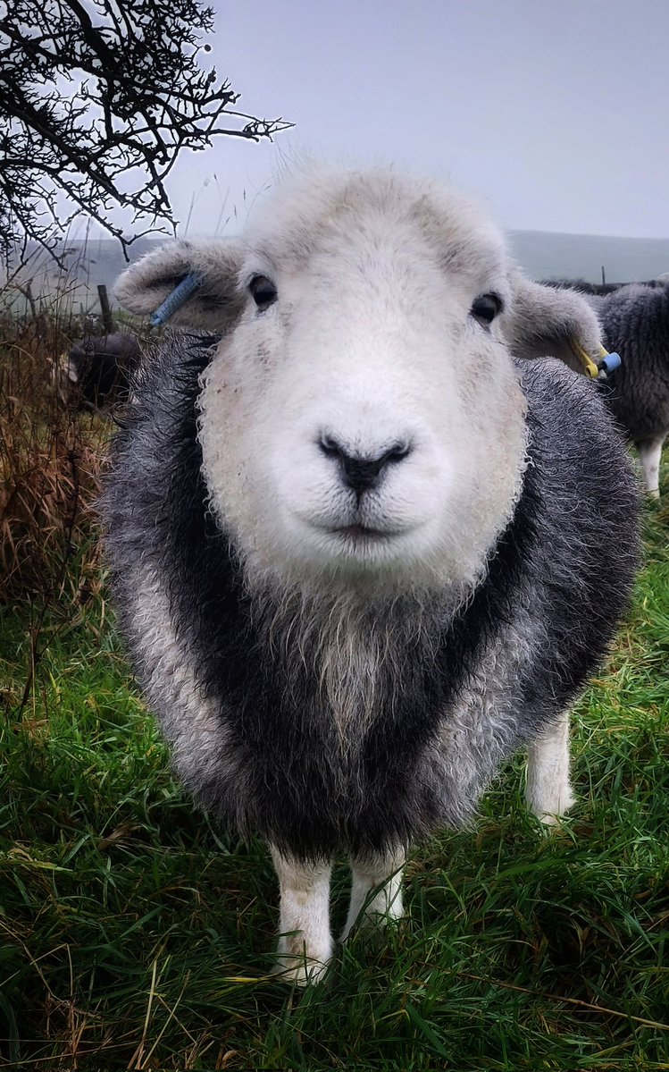 Here she is again, the gorgeous Bracken. It's been a day of showers, some heavy and, at times, wintry. 
#herdwicks #sheep #wool #fleece #peakdistrict