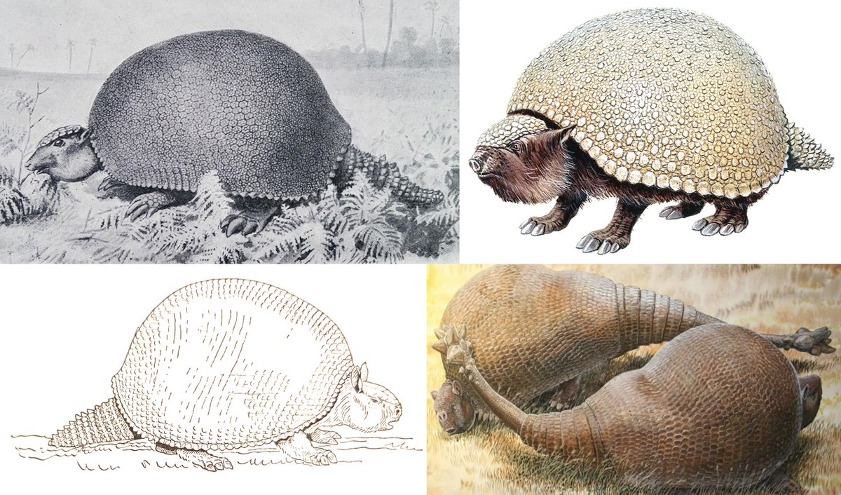 TetZoo's tweet image. New at Tetrapod Zoology .... The Life Appearance of Glyptodonts, a remarkable group of giant and anatomically amazing group of extinct armadillos tetzoo.com/blog/2025/11/1… #mammals