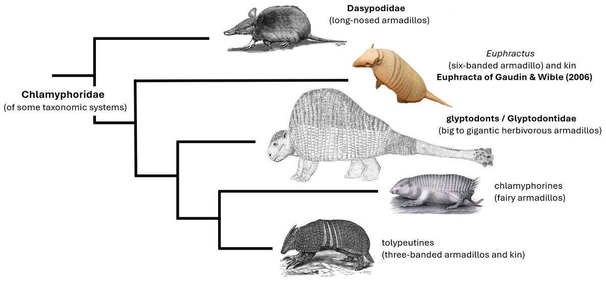TetZoo's tweet image. New at Tetrapod Zoology .... The Life Appearance of Glyptodonts, a remarkable group of giant and anatomically amazing group of extinct armadillos tetzoo.com/blog/2025/11/1… #mammals