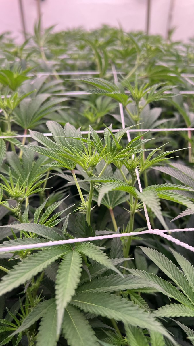 Local Premium Cannabis tweet media