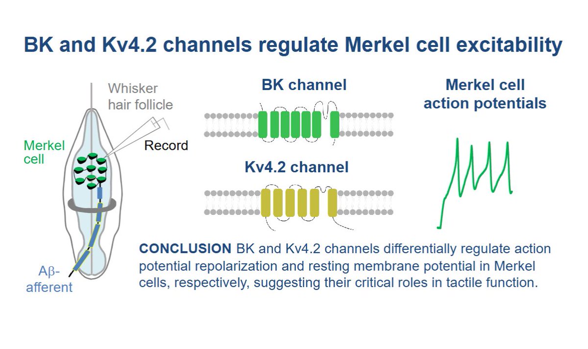 JNeurophysiol's tweet image. This #ArticleinPress is brought by a great @UABNews author duo! Role of BK channels and Kv4.2 channels in the electrophysiological properties of Merkel #cells in rat whisker #hair follicles (Akihiro Yamada and Jianguo Gu):

ow.ly/6uEk50XrMhQ