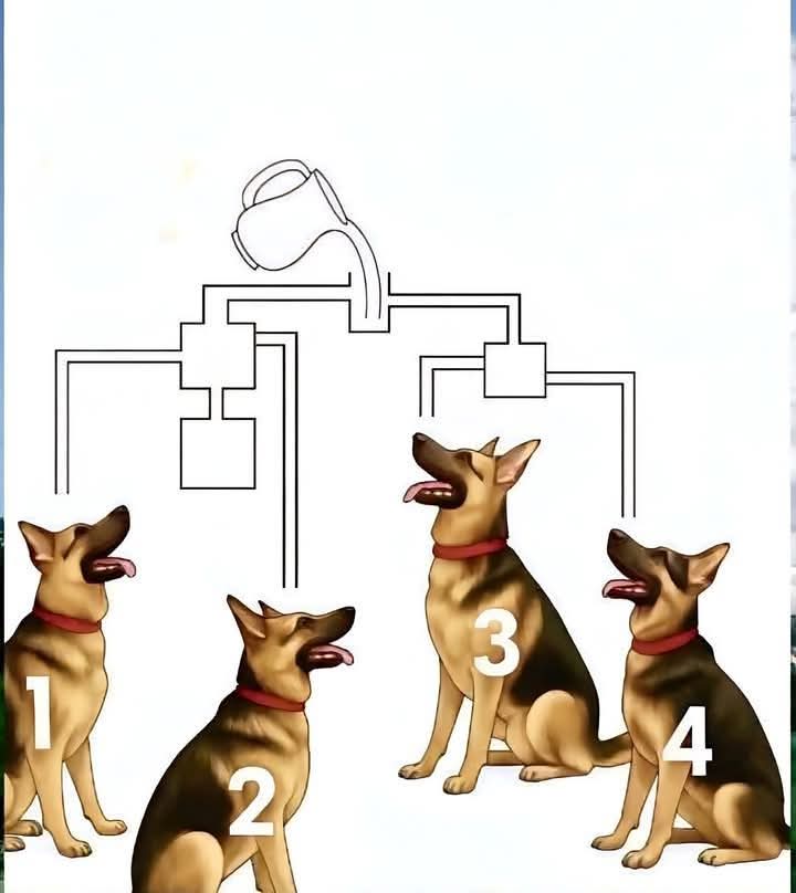 من  سيشرب اولا 😁👇