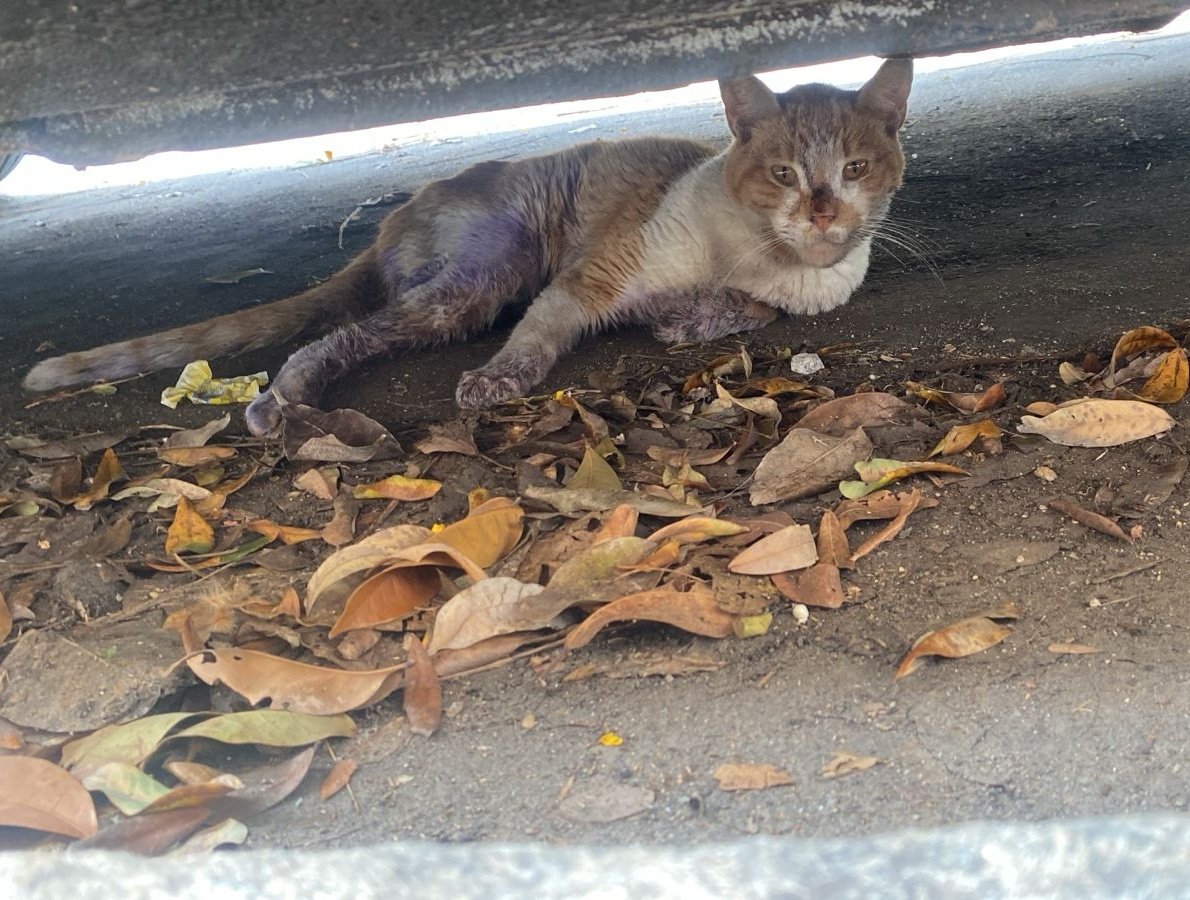 boa tarde gente! esse é o júlio, o mesmo foi encontrado na tarde de ontem pelo meu amigo e foi levado as pressas pro vet... n sabemos o que houve com ele para que sua pata esteja dilacerada e com o osso exposto, e o problema aq é os custos para q podemos salvar a vida dele