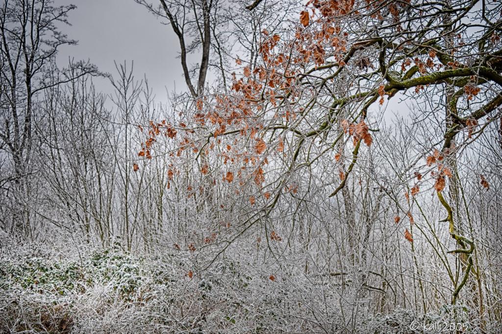 Kalli2005's tweet image. Untitled 2025-143
after a cold night
#NaturePhotography #hiking #forest