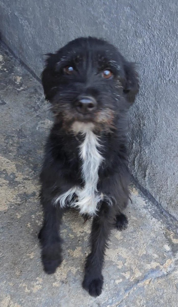 Bueno
simpático 
y 💔
EN UNA JAULA

x.com/MarioliRm/stat…