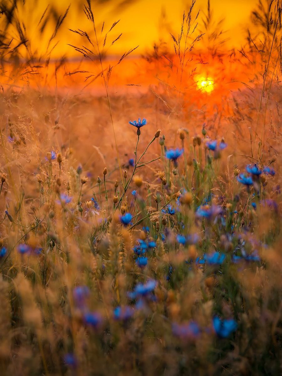 Flower Show tweet media