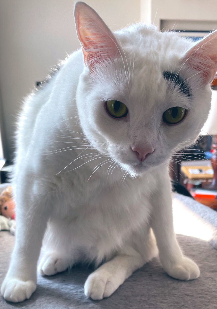 Laura Shigihara (鴫原ローラ ) 🍰🧋 tweet media