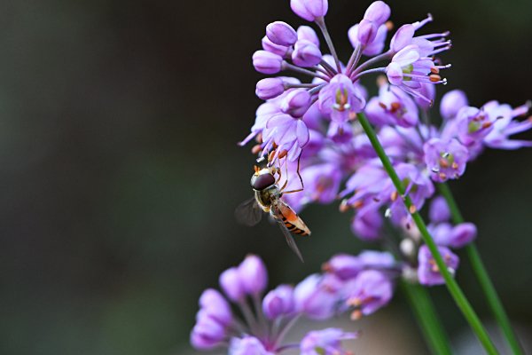 九紫火星ブレスレット（原宿当たる占い師５選順震監修） 原宿当たる占い師5選タリム順震 (@kaiun_jyunshin) · Nishitokyo-shi