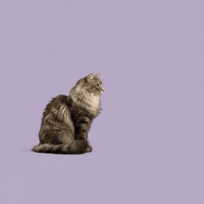 paniaguai's tweet image. Real results from today’s session.
Participant reported feeling calmer.
“This works way better than meditation.”Book your next session @pawsitivevibesz