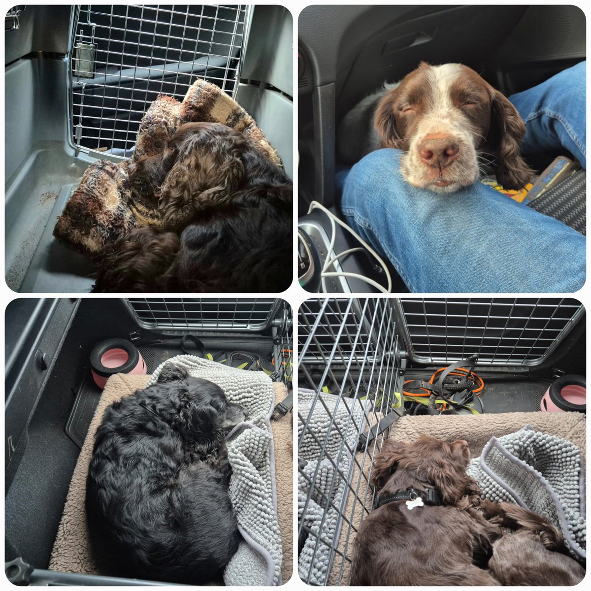 irmavanhoeven's tweet image. Ik heb m&apos;n wagen volgeladen. 🎶
#Otter #Kes #Pip #Bruce
@KeesTingeling