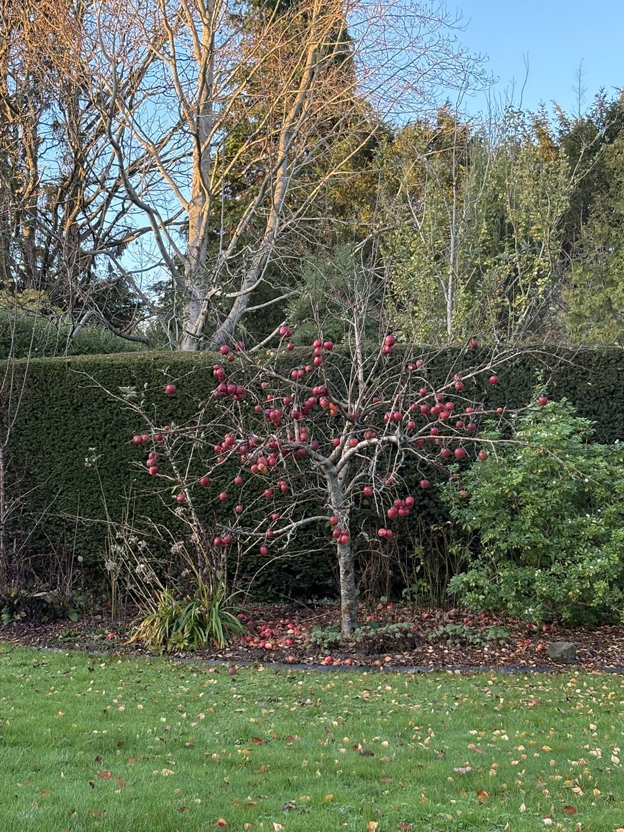 OArdernne's tweet image. A winters day #TreeClub