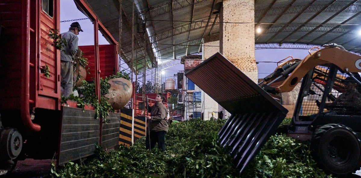 clarincom's tweet image. MILEI LE QUITA AL INSTITUTO DE LA YERBA MATE SU PODER DE REGULAR PRECIOS

El Gobierno quitó al Instituto Nacional de la Yerba Mate (INYM) toda capacidad de regular y fijar precios. El organismo ya no podrá intervenir ni imponer valores de referencia en la producción de yerba…