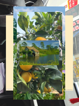 ChechaaFresco's tweet image. 638990865285223890_87Boire un verre de jus de pomme frais, doux et naturel 🍎638990865285223890_87