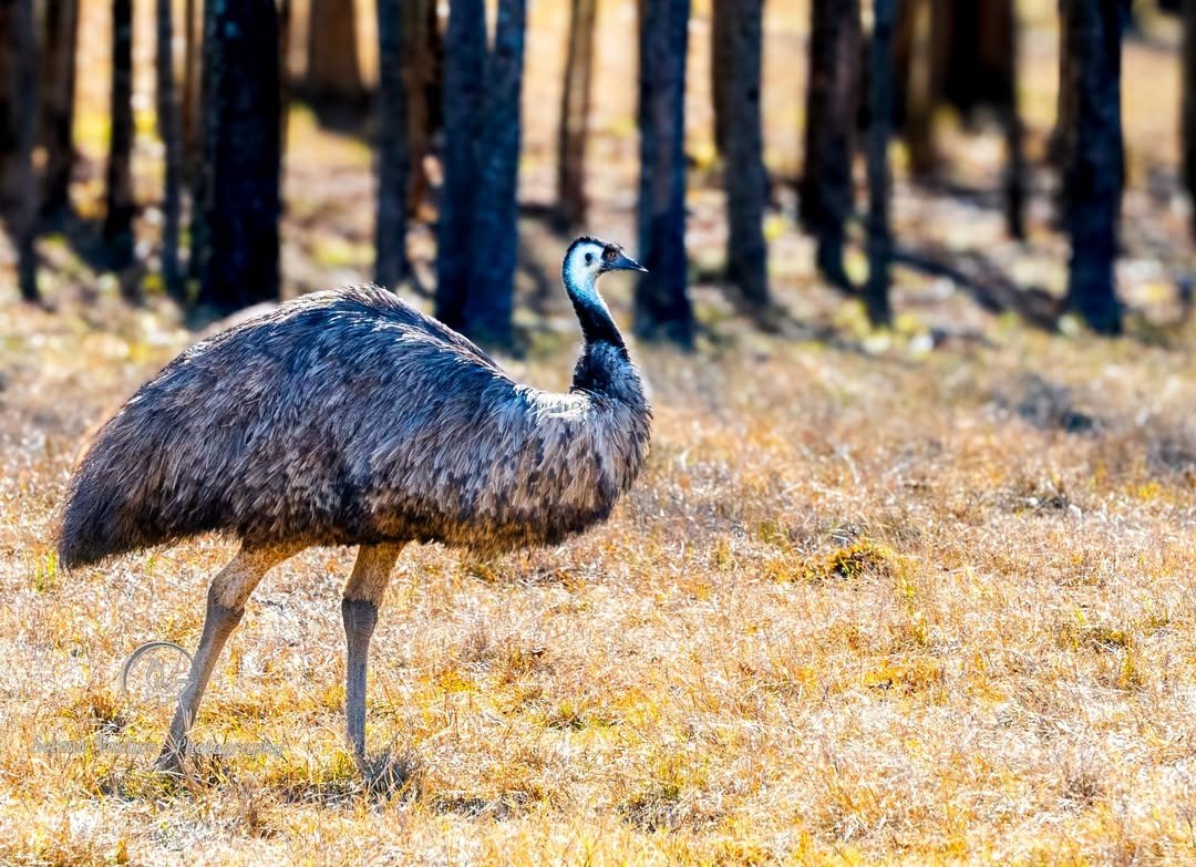 SerenaVachon's tweet image. Emu strutting along! #emu #birds #bigbirds #birds #birdphotography #birdsofX