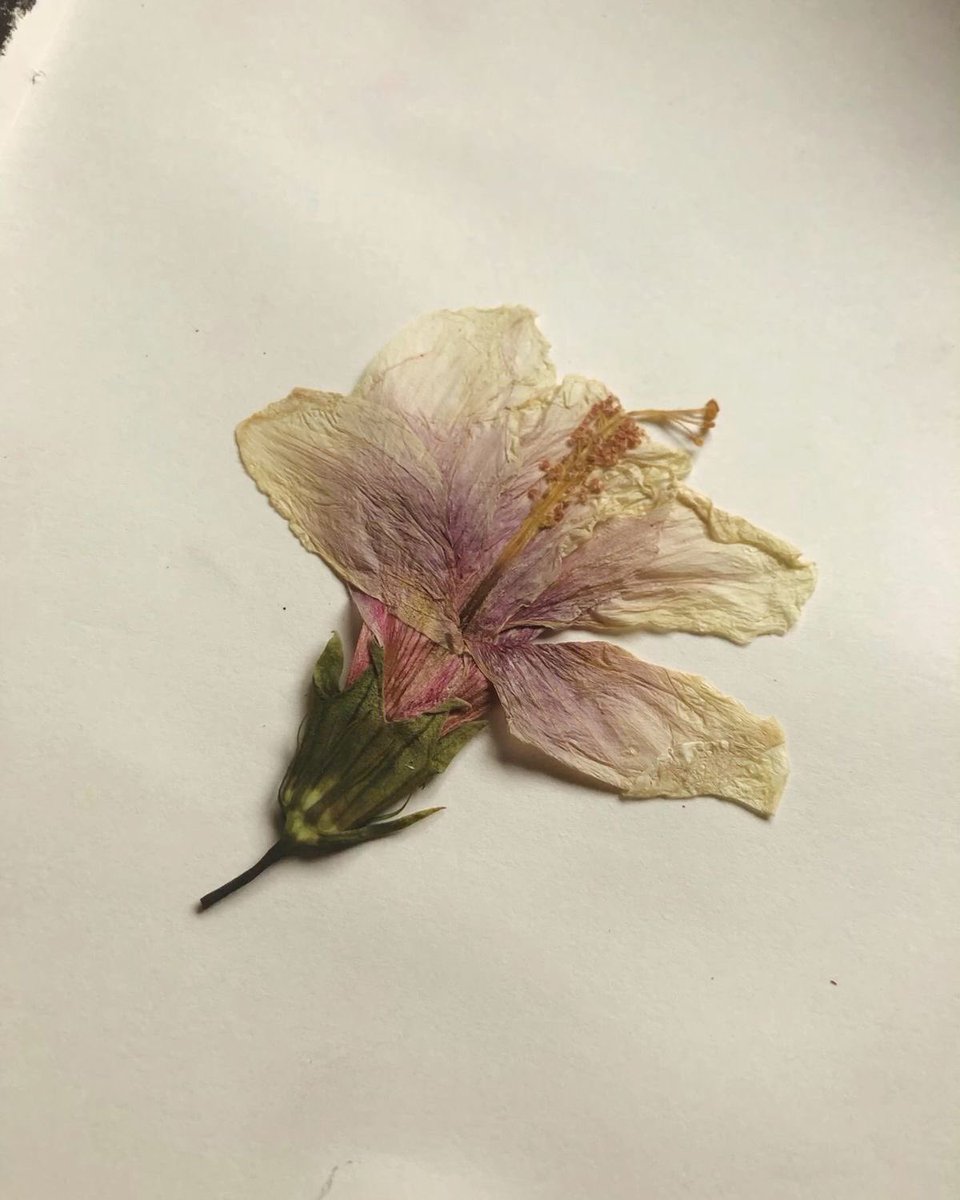 азя (@bactriian) on Twitter photo 