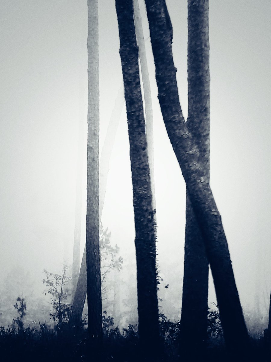 S.A. Franco (@sylviafranco) on Twitter photo 