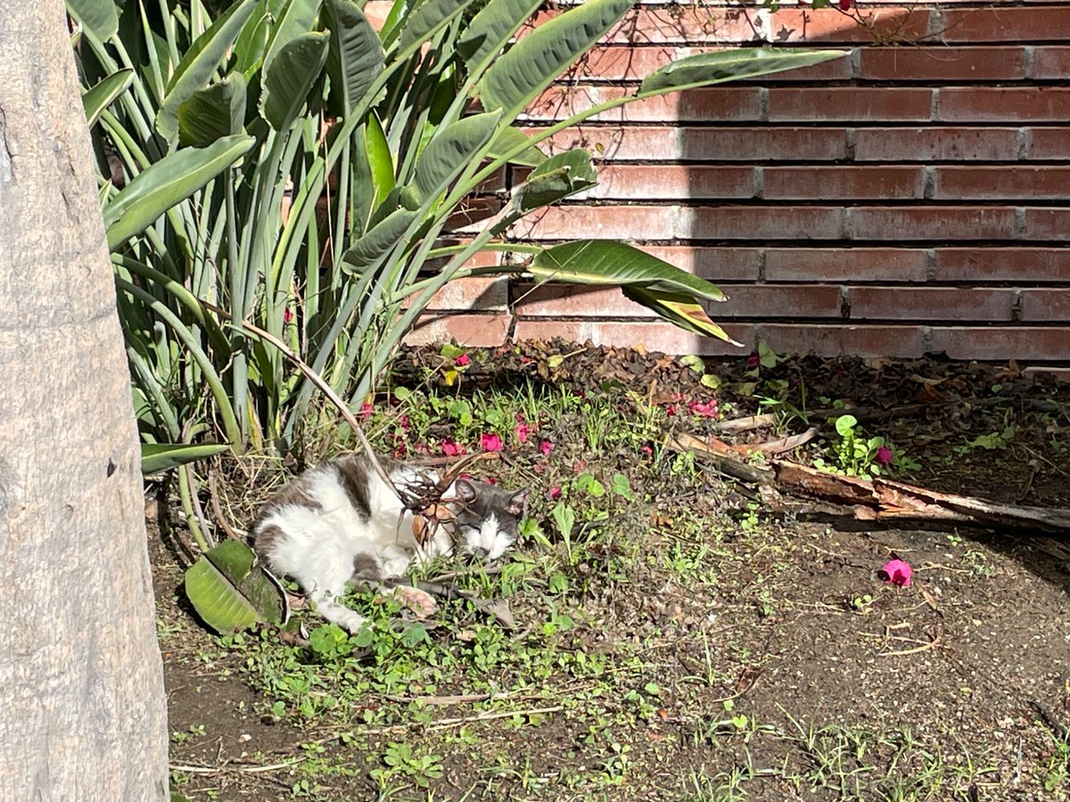 After several days of downpours, an <a href="/elcaminocollege/">El Camino College</a> campus cat takes advantage of the cloud break for a little power cat nap near the Schauerman Library on Tuesday, Nov. 18. 

#eccunion #campuscat