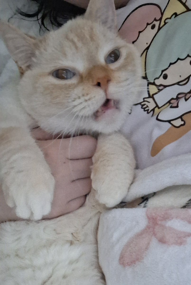 babydogfanclub's tweet image. my plushie :)