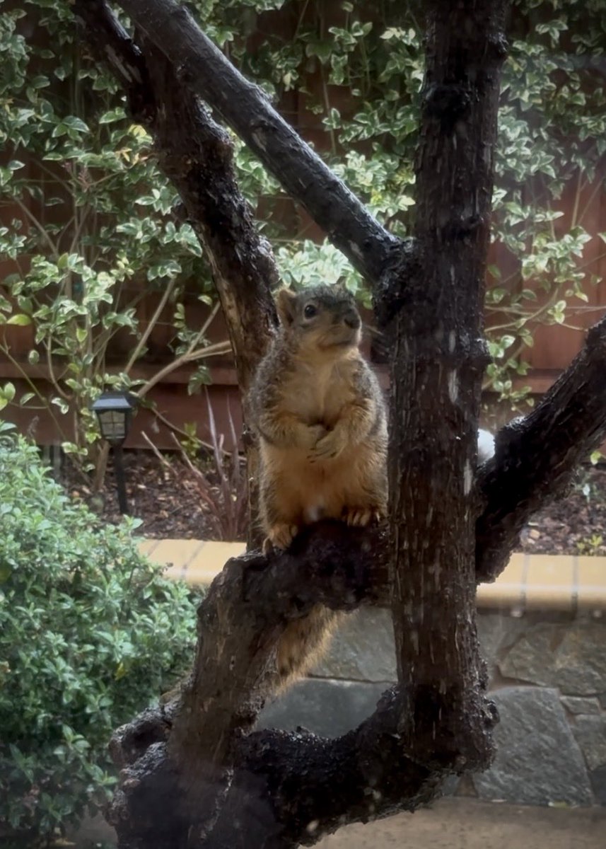 Squirrel Buzz tweet media