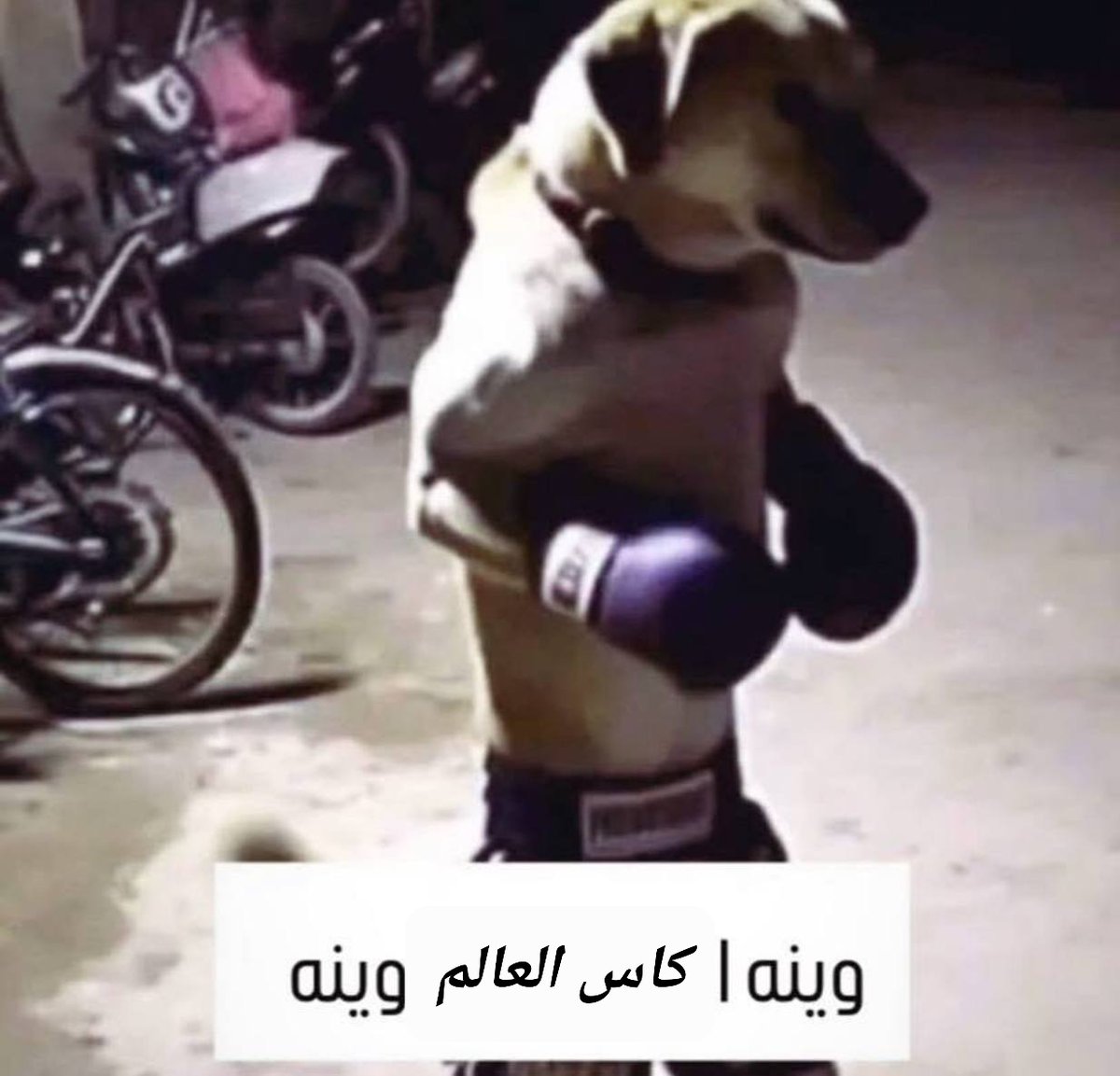 deepwebiraqi's tweet image. 