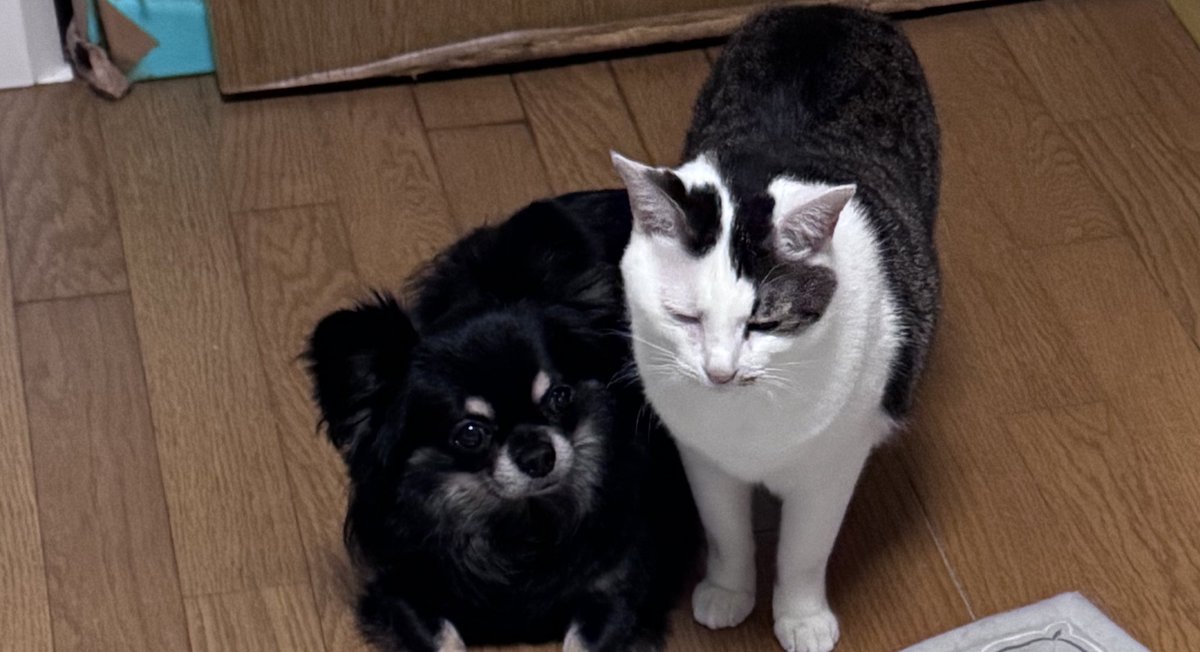 mamepupuson's tweet photo. はーーーーーー🤦‍♀️🤦‍♀️🤦‍♀️🤦‍♀️🤦‍♀️🤦‍♀️🤦‍♀️
ばばあが飯用意してるあいだになにしてんのよーーーーーーーーーーー🤦‍♀️🤦‍♀️🤦‍♀️🤦‍♀️🤦‍♀️🤦‍♀️🤦‍♀️🤦‍♀️🤦‍♀️
可愛いかよもう尊いかよ世界一かよもーーーー🤦‍♀️🤦‍♀️🤦‍♀️🤦‍♀️🤦‍♀️🤦‍♀️🤦‍♀️🤦‍♀️ https://t.co/rkO0u3Fwy1