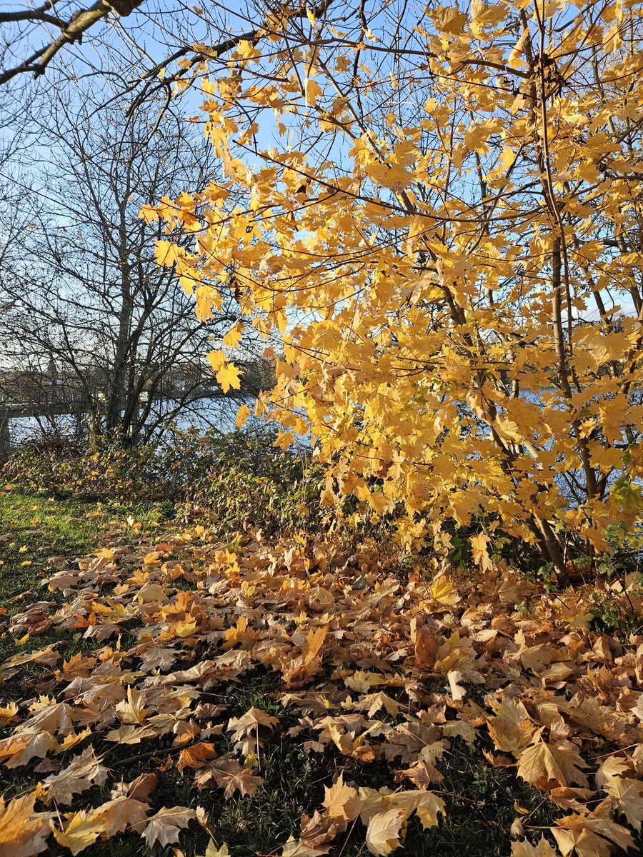 EmiMimi777's tweet image. 5km #laufende bei schönster #Spätherbst #Sonne.